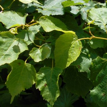 Metsälehmus Girard's Pendula Nana