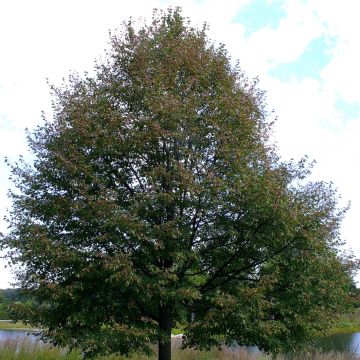 Metsälehmus Greenspire