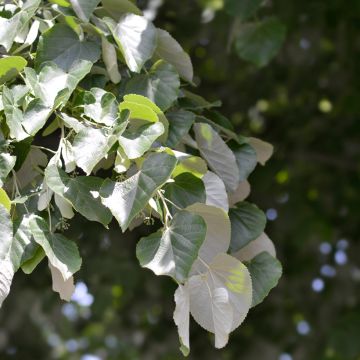 Hopealehmus - Tilia tomentosa