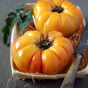 Tomaatti Ananas luomu - Solanum lycopersicum