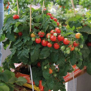 Tomaatti Pendulina Red taimena