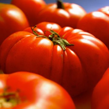 Pihvitomaatti Gigantomo F1