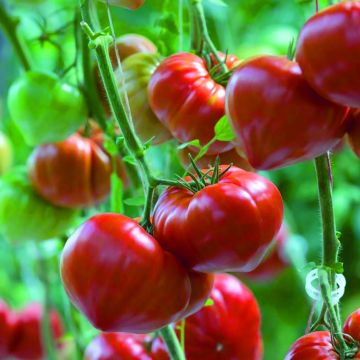 Häränsydäntomaatti Gourmandia F1 taimena