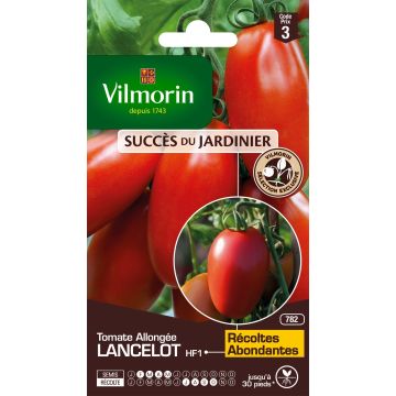 Tomaatti Lancelot F1 - Vilmorin