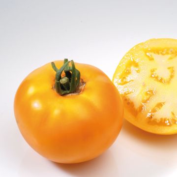 Pihvitomaatti Lemon Boy F1 taimena