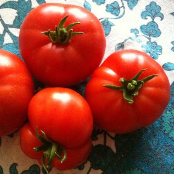 Pihvitomaatti Marmande taimena