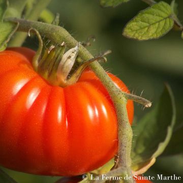 Pihvitomaatti Marmande luomu - Ferme de Sainte Marthe