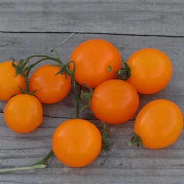 Minitomaatti Mini Orange luomu - Ferme de Sainte Marthe