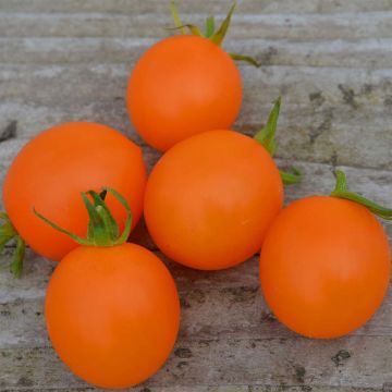 Oranssi tomaatti Orange Berry luomu - Ferme de Sainte Marthe