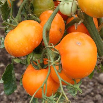 Pihvitomaatti Orange Queen luomu - Ferme de Sainte Marthe