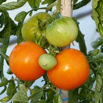 Pihvitomaatti Orange Queen taimena