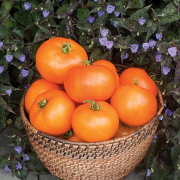 Oranssi tomaatti Orange Wellington F1