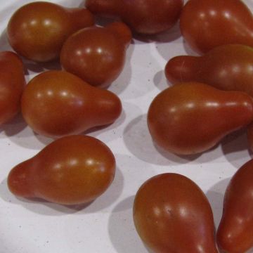 Päärynätomaatti päärynätomaatti punainen