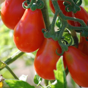 Päärynätomaatti päärynätomaatti punainen luomu - Ferme de Sainte Marthe