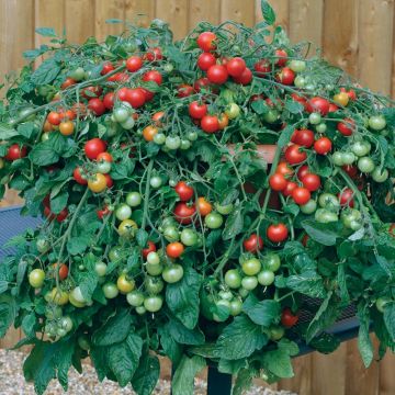 Amppelitomaatti Red Profusion F1 (siemenet)