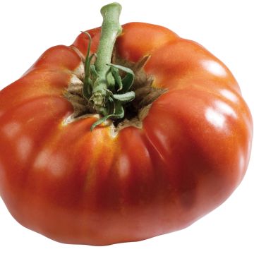 Tomaatti Russe rouge
