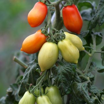 Luumutomaatti San Marzano 2 luomu