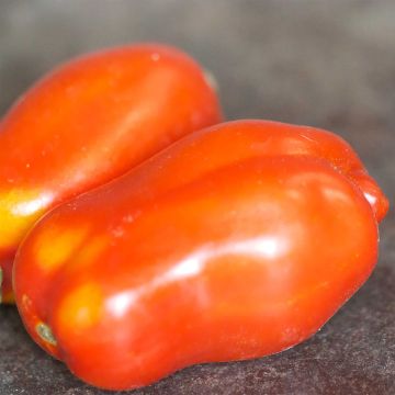 Luumutomaatti San Marzano 2 luomu - Ferme de Sainte Marthe