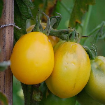 Tomaatti Téton de Venus jaune luomu - Ferme de Sainte Marthe