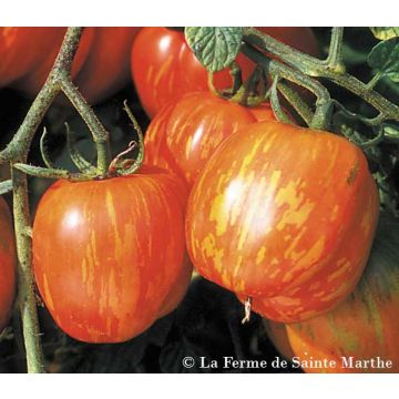 Tomaatti Tigerella bicolore luomu - Ferme de Sainte Marthe