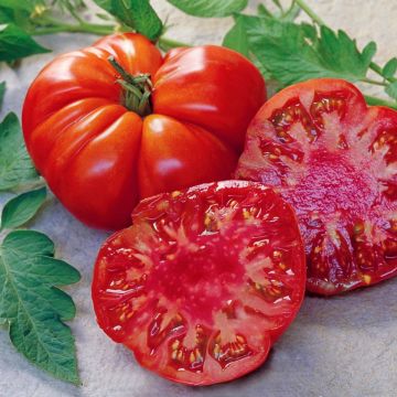 Tomaatti Tomande F1 (siemenet)