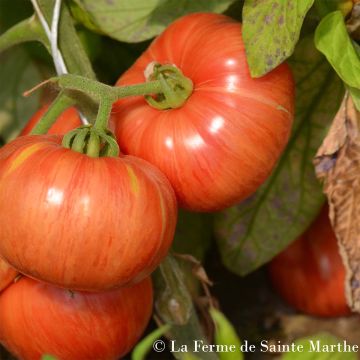 Pihvitomaatti Vintage wine luomu - Ferme de Sainte Marthe