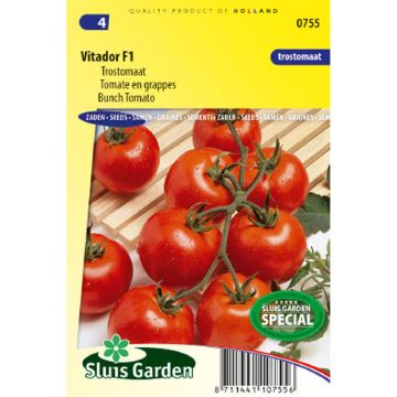 Terttutomaatti Vitador F1