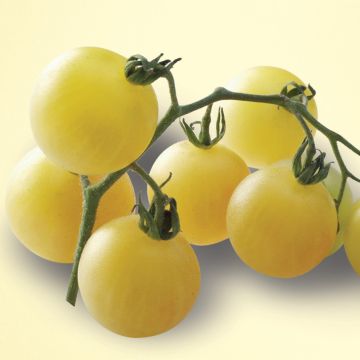 Kirsikkatomaatti Mirabelle Blanche