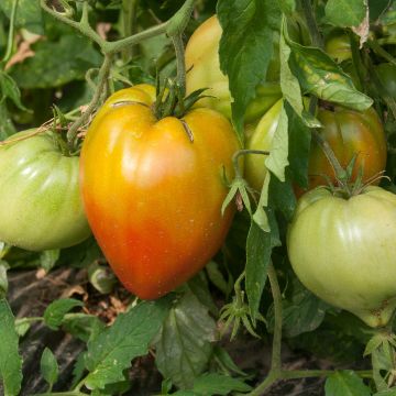 Tomaatti Ochsenherz Orange vartettu taimena