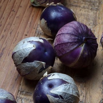 Violetti tomatillo luomu - Ferme de Sainte Marthe - Physalis ixocarpa