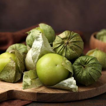 Tomatillo luomu - Ferme de Sainte Marthe - Physalis ixocarpa