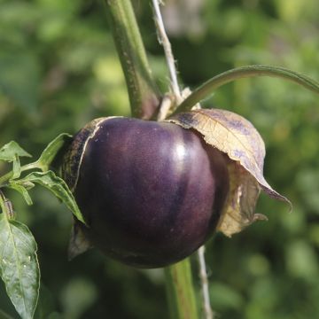 Tomatillo Purple Xtrem