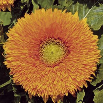 Isoauringonkukka Sunflower Giant yellow (siemenet)