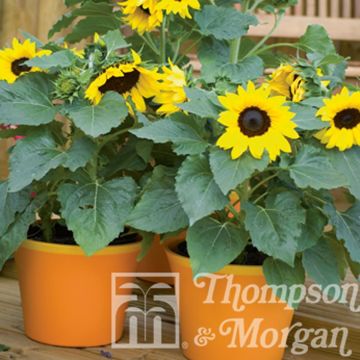 Isoauringonkukka Choco Sun (siemenet)