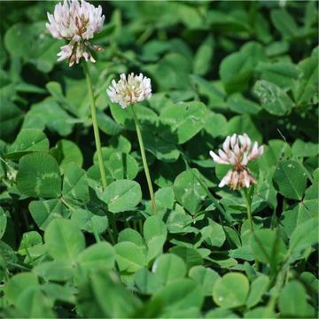 Valkoapila luomu - Ferme de Sainte Marthe - Trifolium repens