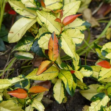 Trachelospermum asiaticum Ogon-Nishiki