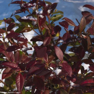 Tähtijasmiini Winter Ruby