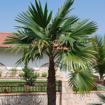 Kuitupalmu - Trachycarpus latisectus