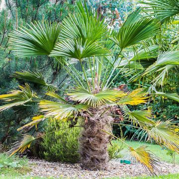 Kuitupalmu - Trachycarpus wagnerianus