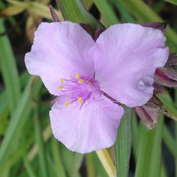 Tarhajuoru Perrine's Pink