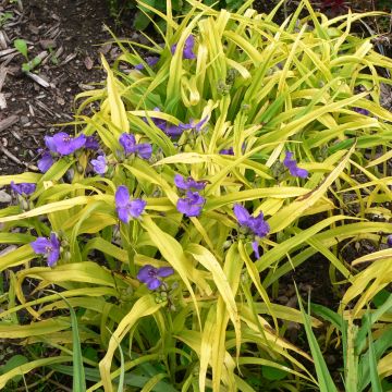 Tarhajuoru Blue and Gold