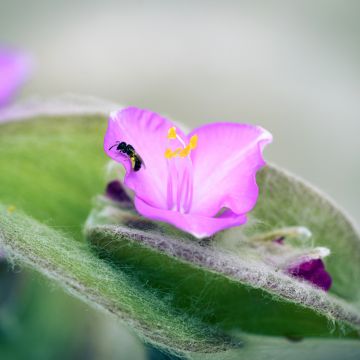 Nukkajuoru - Tradescantia sillamontana