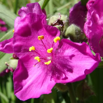 Juoru Brevicaulis
