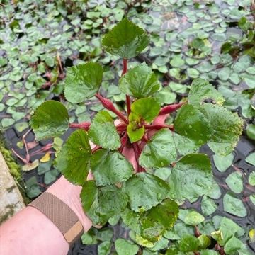 Vesipähkinä - Trapa natans