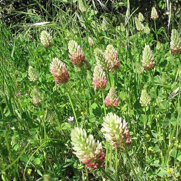 Egyptinapila - Trifolium alexandrinum