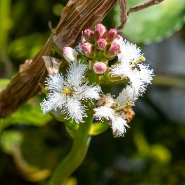 Raate - Menyanthes trifoliata