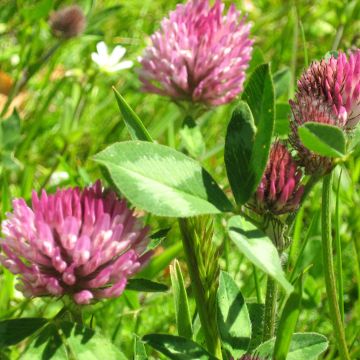 Puna-apila 250 m² - Trifolium pratense