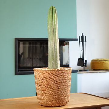 Kynttiläkaktus - Trichocereus pachanoi