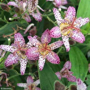 Kannuskonnanlilja Pink Freckles
