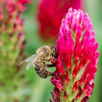 Veriapila - Trifolium incarnatum